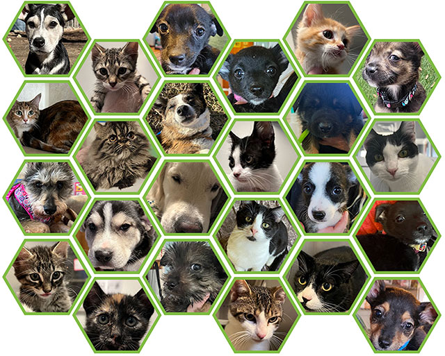 collage of animals adopted at PetSmart